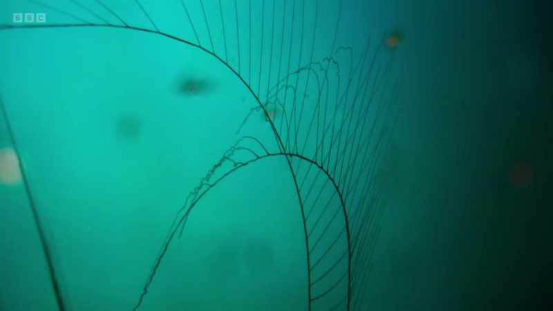 They extend long, thread-like tentacles