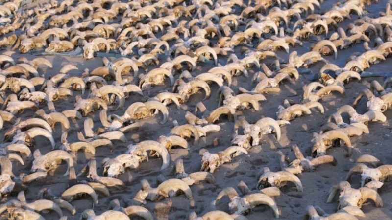 They find 2,000 ram heads
