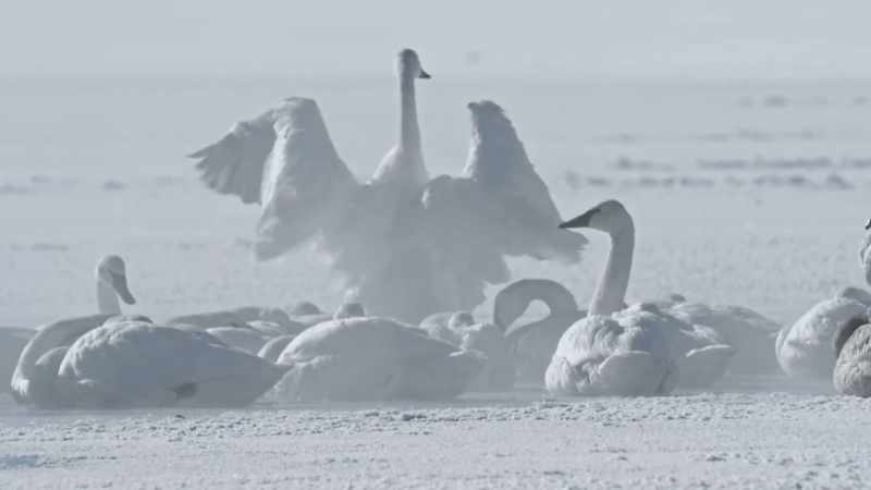 They flock to open water heated by geothermal springs