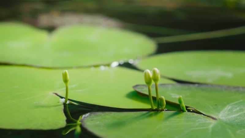 They flower quickly before the floodwaters recede