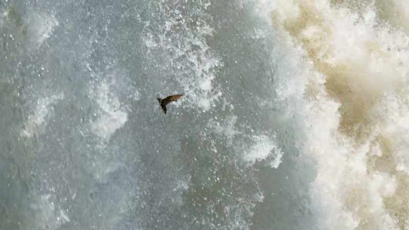They fly alarmingly close to the thundering torrent