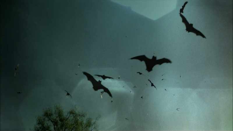 They fly down to the ground and they fly into the barn