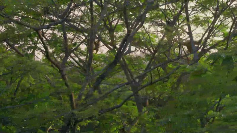 They fly through the trees at 35 miles an hour