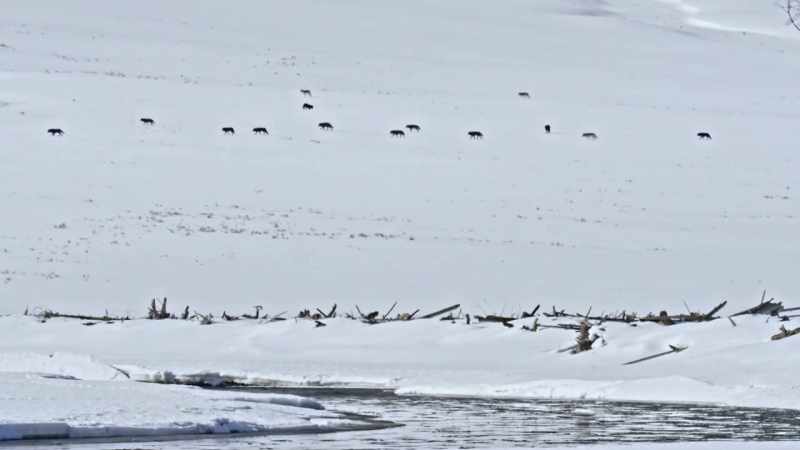They follow the river, unhurried