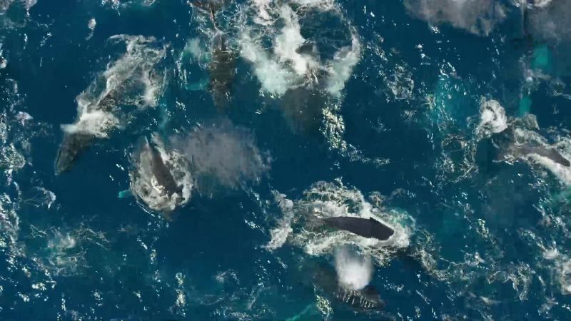 They form super-groups, hundreds strong