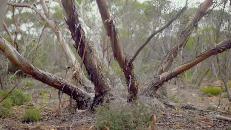 They form vast shrublands in semi-arid regions