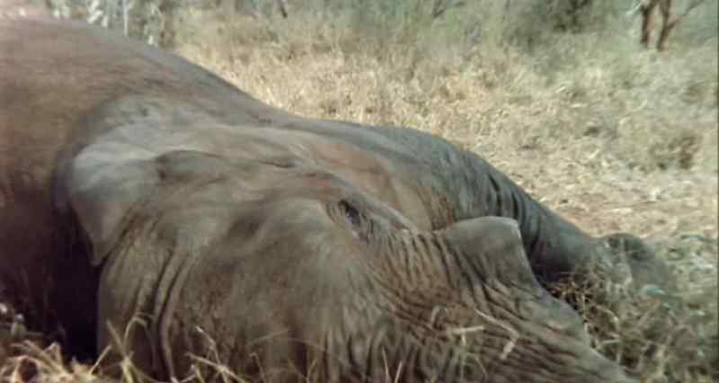 They found the elephant