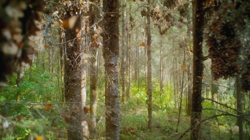 'They gather here in this one high-altitude forest