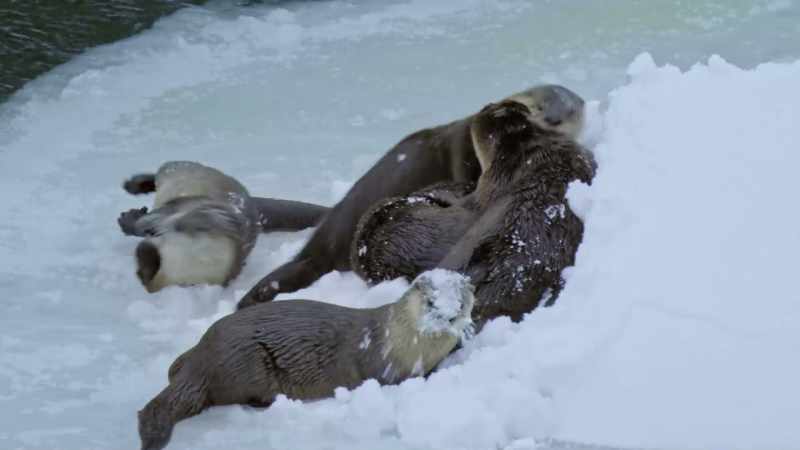 They go from one hole in the ice to another