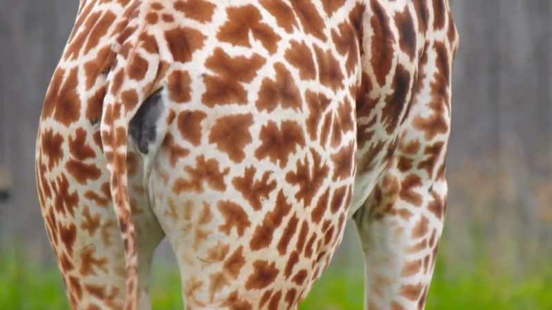 They got these serrated patterns
