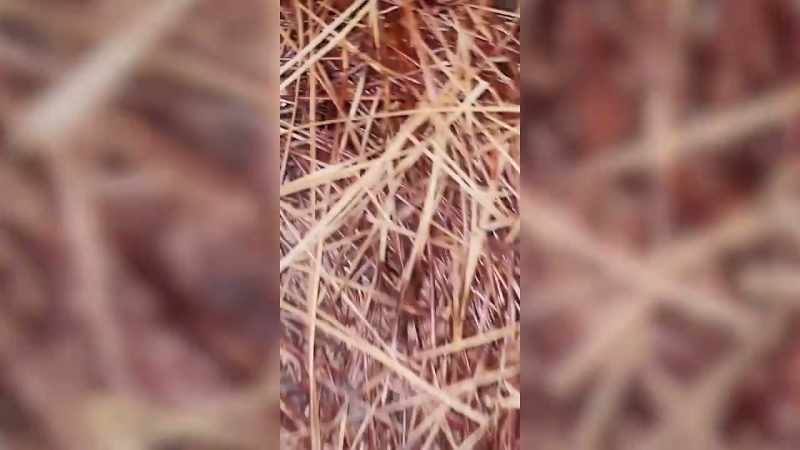 �They got thumbtacks on the ground everywhere