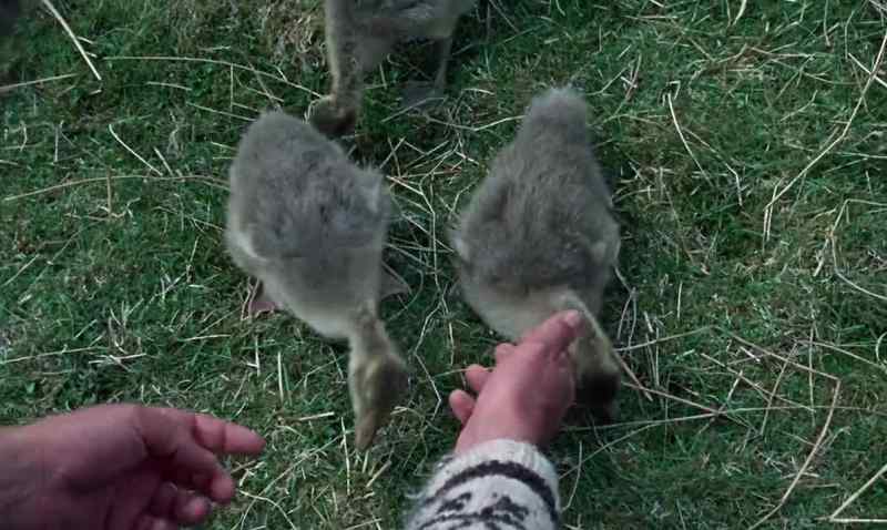 They were gray-lag geese