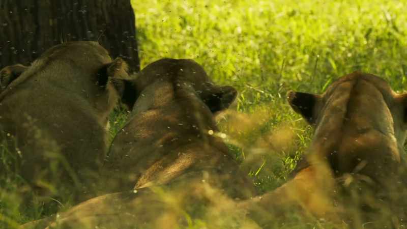 THEY GROWL