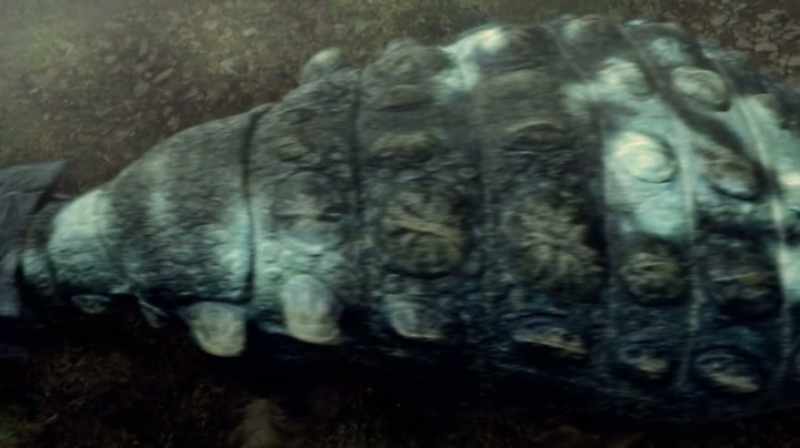 THEY HAD DIFFERENT SCUTES ON THE SHOULDERS