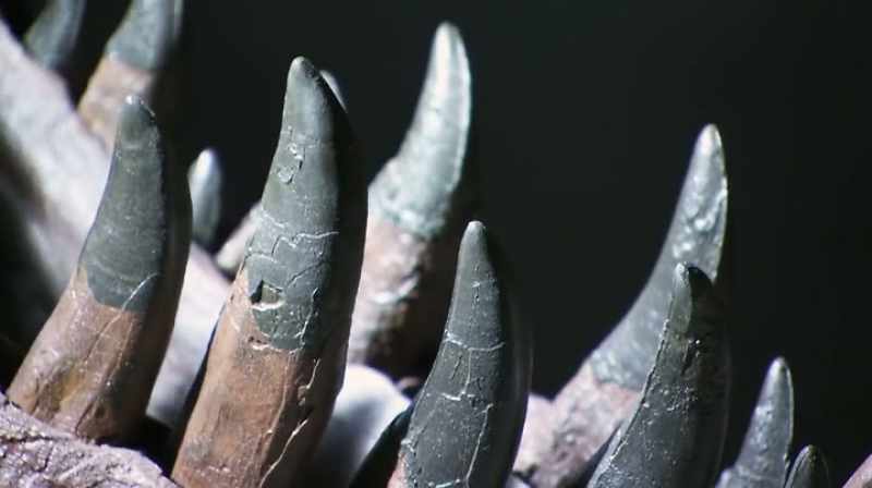 THEY HAD THESE TEETH