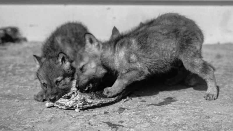 They had, uh, wolf pups that they named