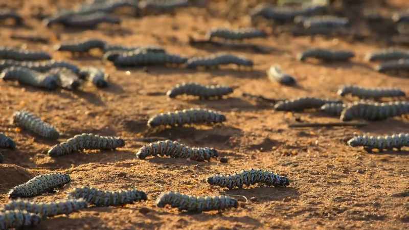They hatch simultaneously in huge numbers