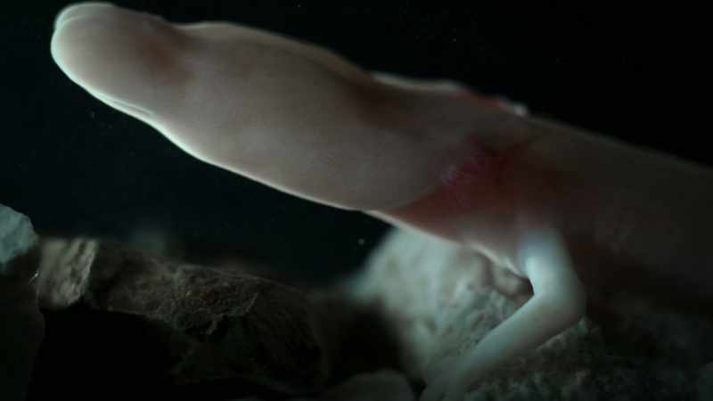 They have adapted to living in a cave