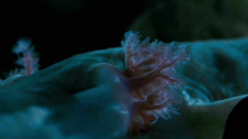 They have feathery gills which enable them to breathe underwater
