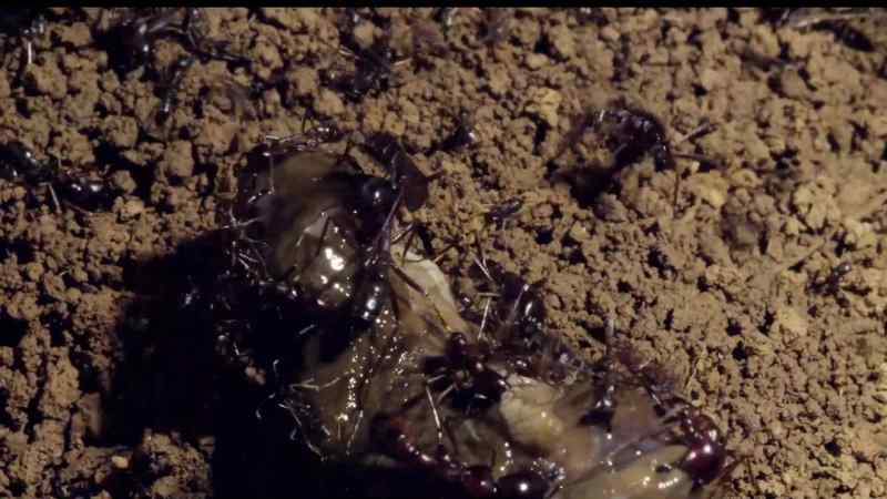 They have found a slug and released a different pheromone