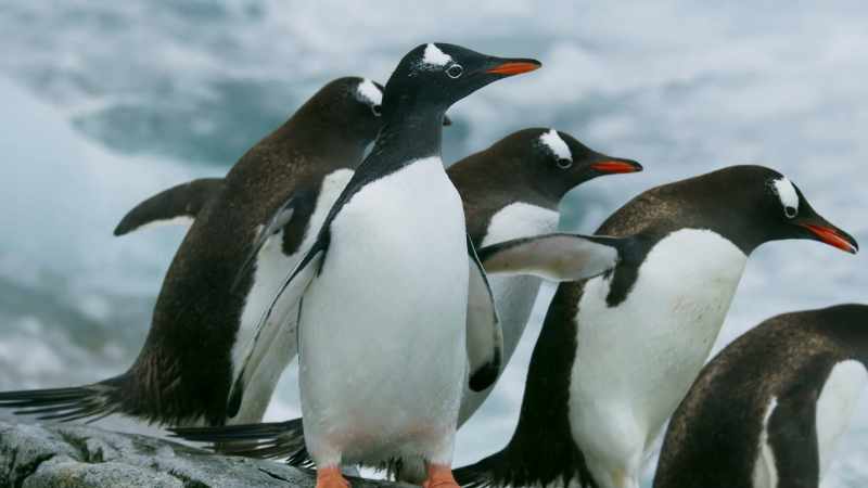 They have to get to the distant icebergs