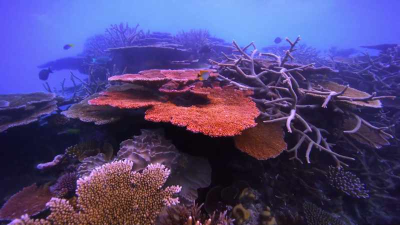 They have huge, huge branching patterns, or massive plates