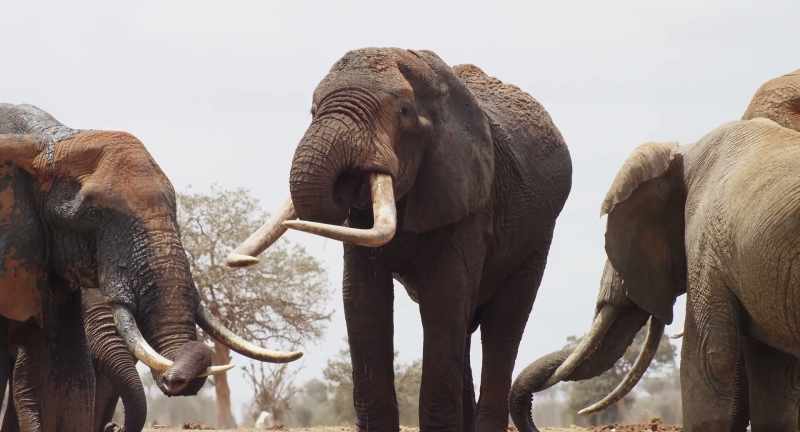 They have little energy, for almost everything has been eaten