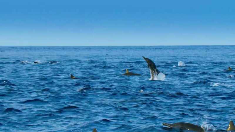 They have located the shoal using their echo-sounding calls