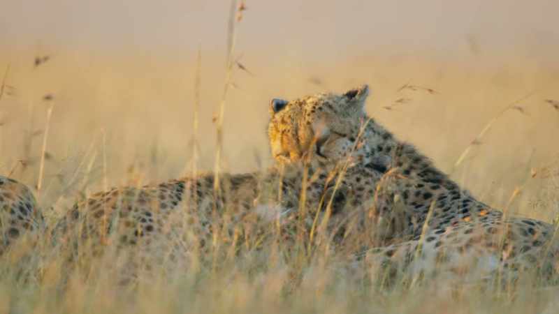 They have now lived and hunted together for almost three years