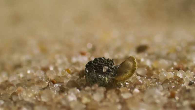 They have shell to protect the seeds within from abrasion