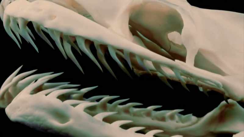 THEY HAVE SIX ROWS OF RAZOR-SHARP TEETH