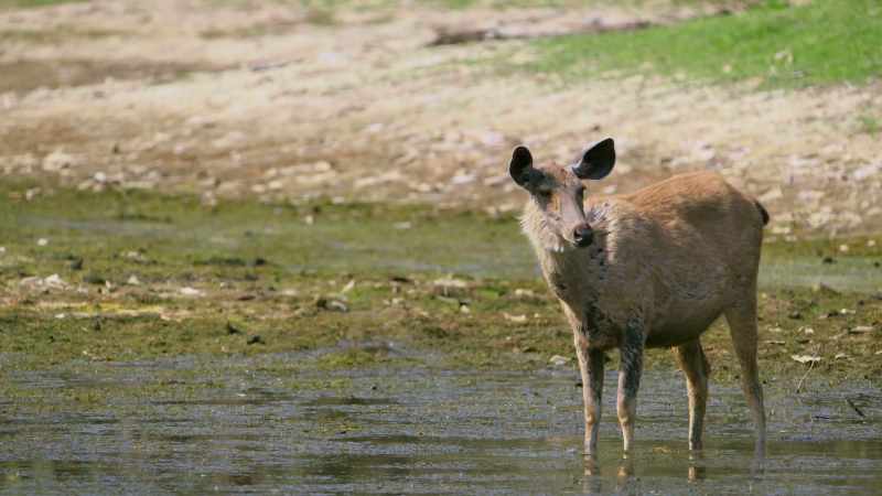 They have the same limited eyesight as the chital