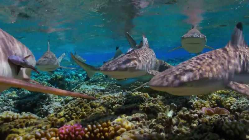 They help to keep a balance in the fish community