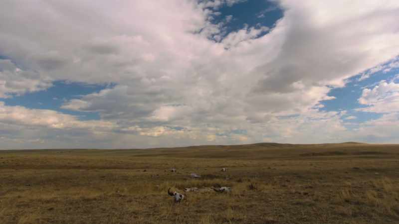 They hoped to find some buffaloes to kill