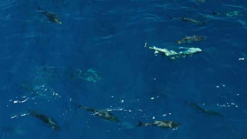 They hunt in great packs, hundreds strong