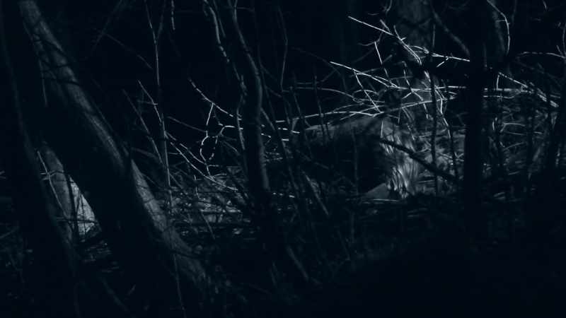 They were hunted to extinction in Sweden and Finland
