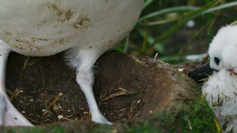 They identify them by finding them on the nest