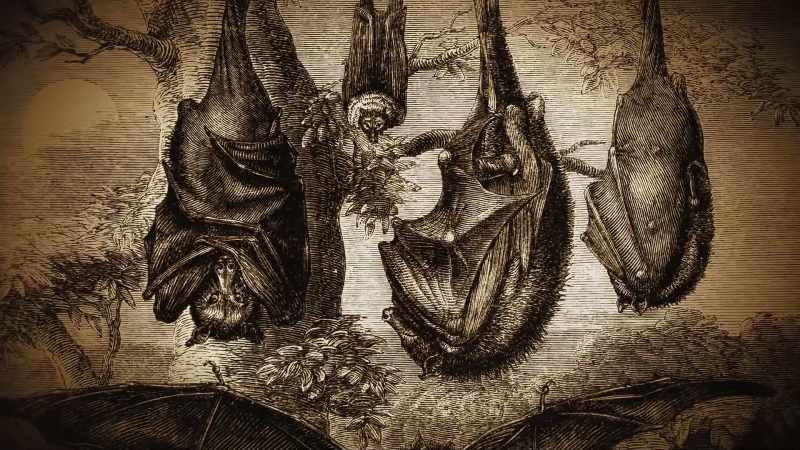 They just flit around. Shame bats