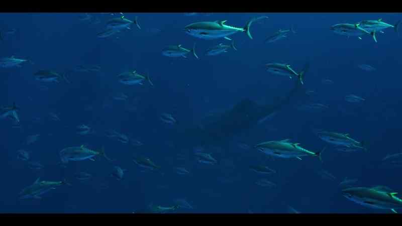 They know that joining forces with a whale shark