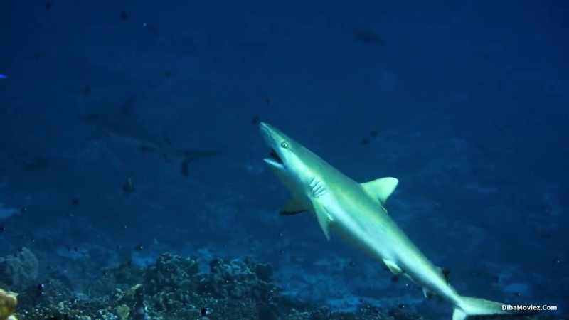 They let little wrasse pick their teeth clean