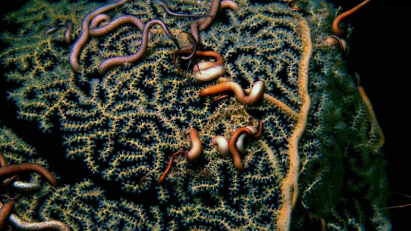 They, like their shallow water relatives