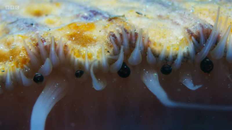 They live by filtering out plankton from the ocean currents