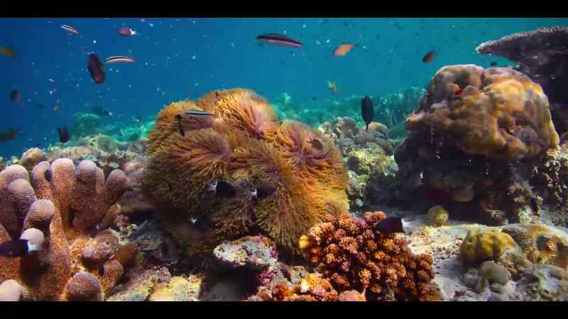 They live in an anemone beside the drop-off
