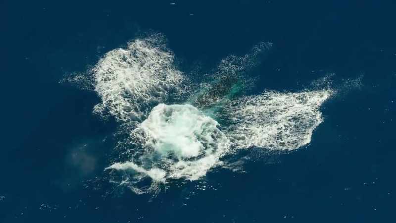 They live in every ocean