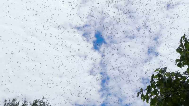 They were locusts. Locusts that come in like bugs