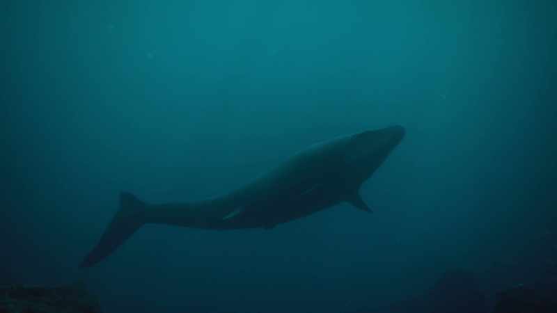 They may look like huge sharks