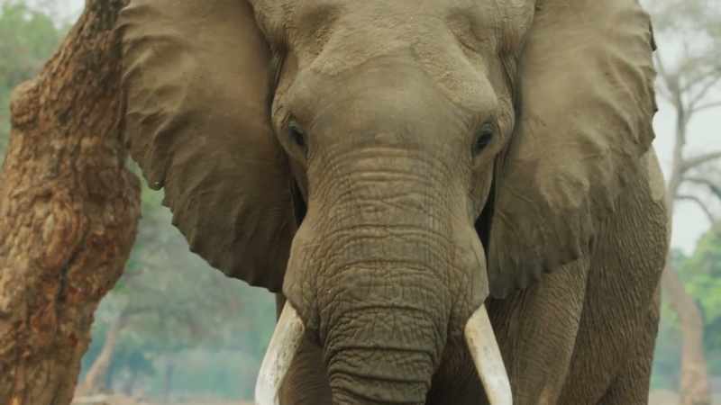they migrate to distant watering holes