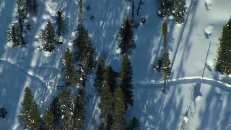 They move fast by avoiding the deep snow
