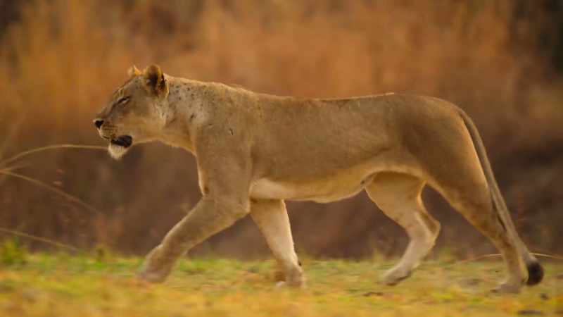They must get the cubs into hiding before dark