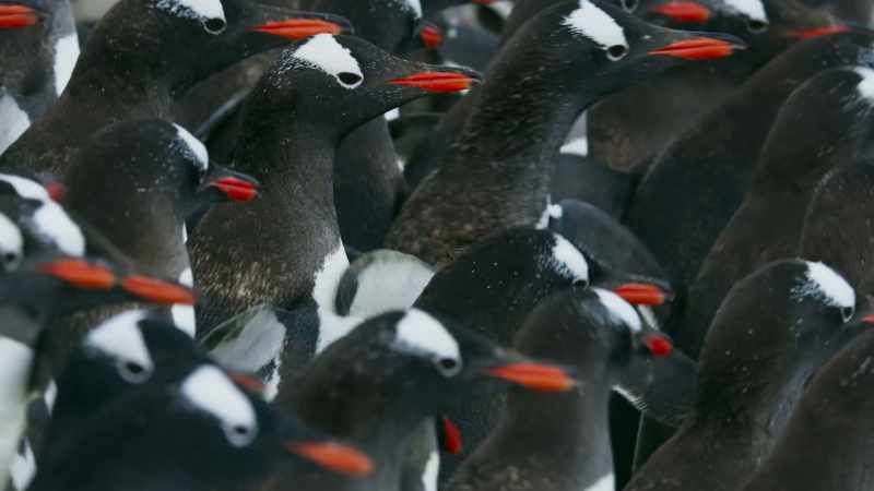 They must go to sea for the first time